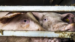 ‘Stinkend kadaverdorp’: slachtoverlast Ermelo niet uniek