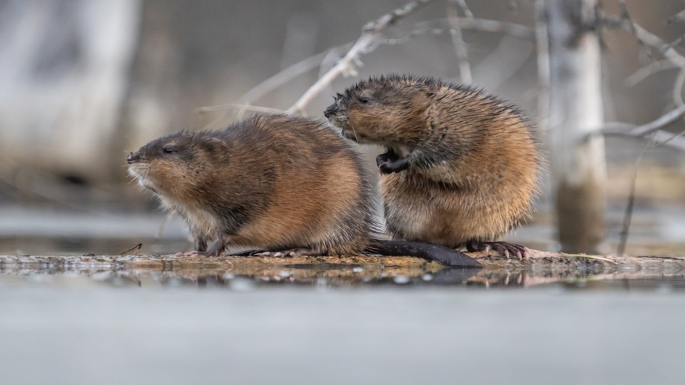 Twee muskusratten
