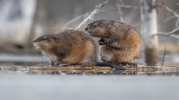 Nat 2024 leidt tot recordaantal muskusratten