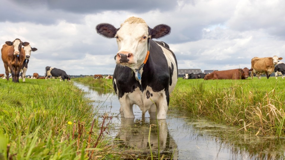 Te veel meststoffen in Nederlandse sloten.