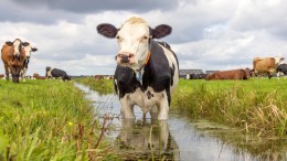 Waterkwaliteit ondermaats in veel landbouwgebieden