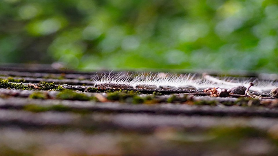 eikenprocessierups---shutterstock-1451011865.jpg
