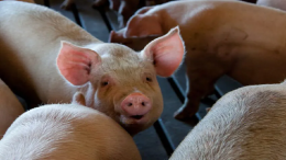 Bedrijfsverplaatsing in de agrarische sector: een valkuil