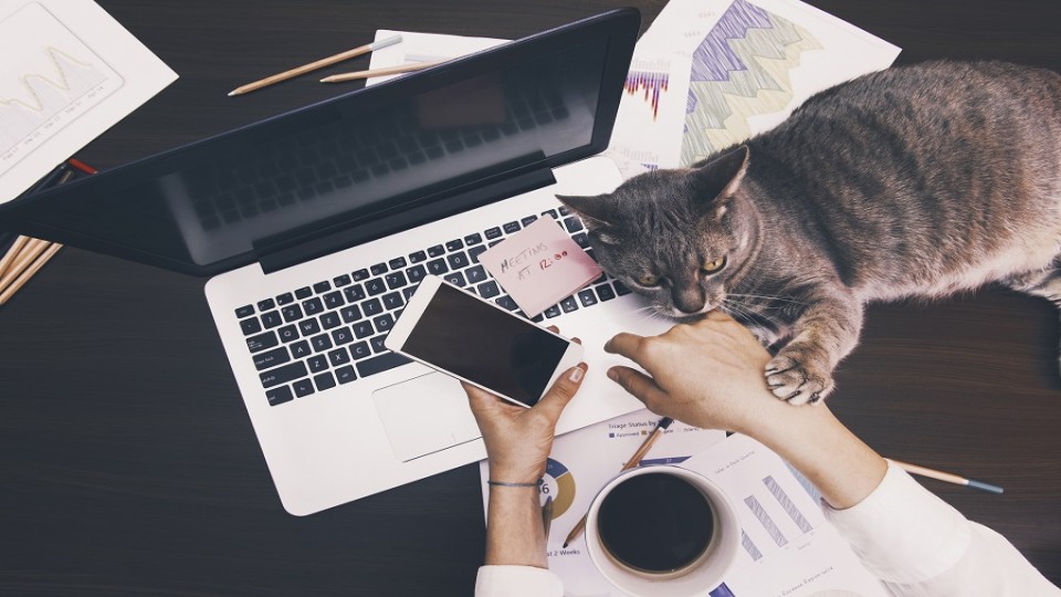 thuiswerken-kat-stress.jpg