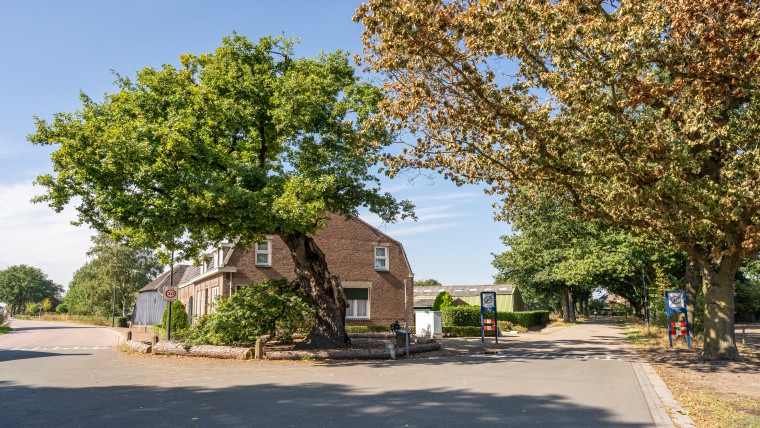 Onderzoek naar bescherming monumentale bomen