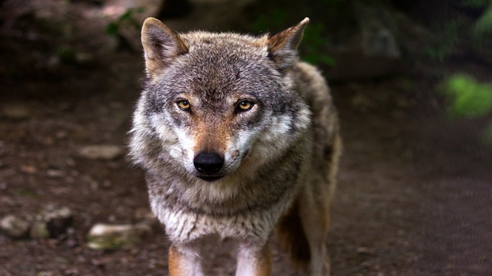 wolf.jpg