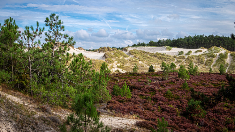 Twee natuurvergunningen voor PALLAS in duingebied Petten