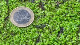 Rekenkamer: maatregelen EU onvoldoende voor klimaat