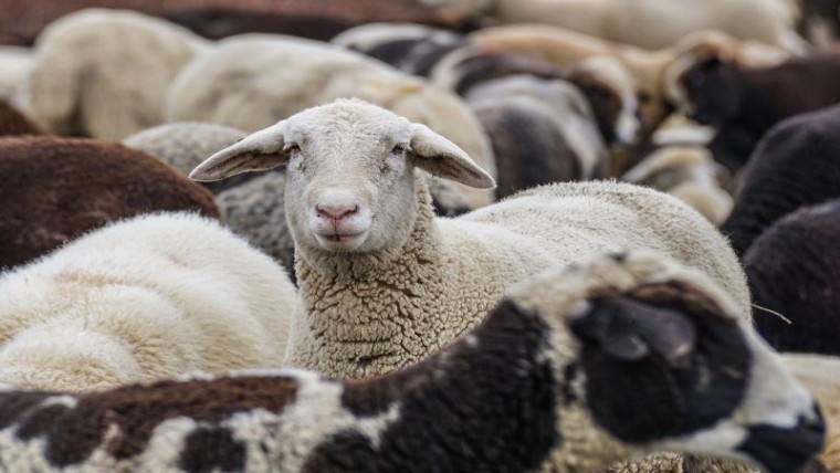 Q-koorts aangetroffen op melkschapenbedrijf