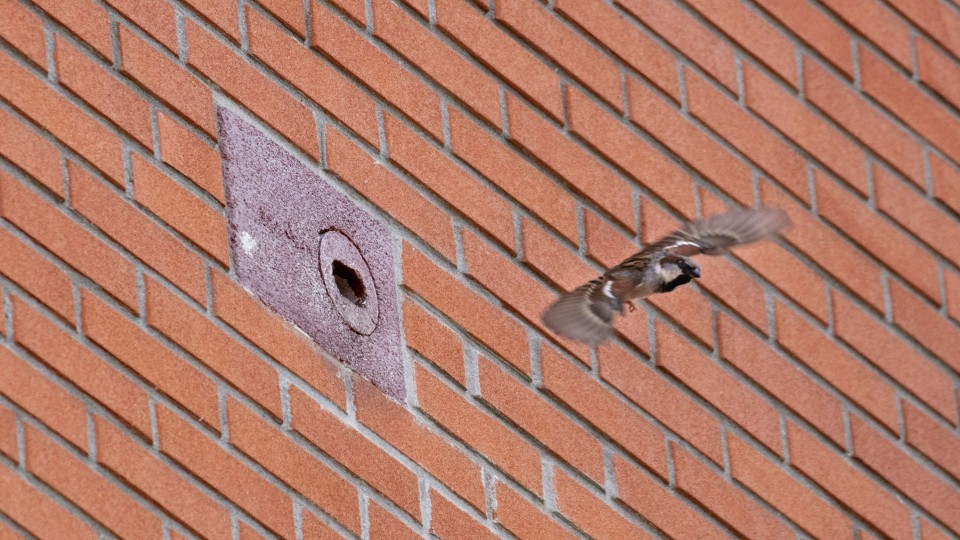 Een baksteen als nestkast voor een huismus in een nieuwbouwwoning.