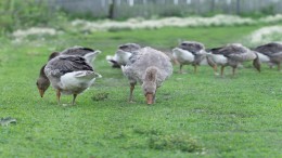 Zeeland staat vergassen ganzen toe