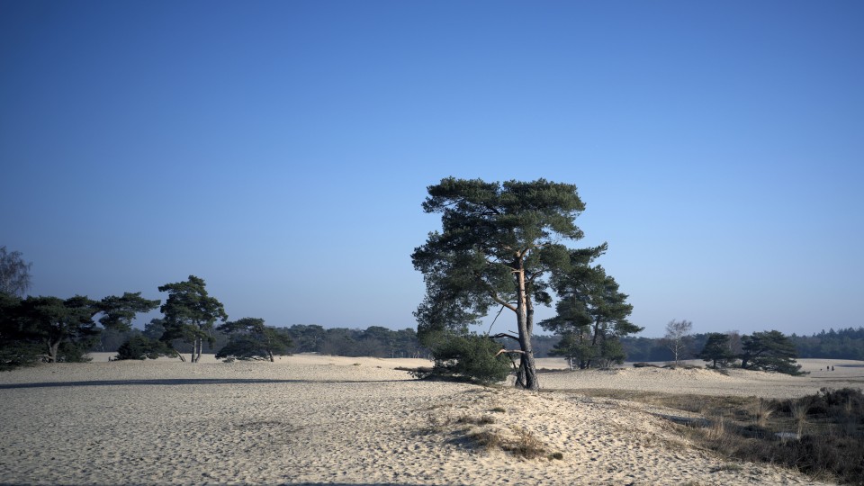 De Soester Duinen is een natuurgebied in de gemeente Soest in de Nederlandse provincie Utrecht.