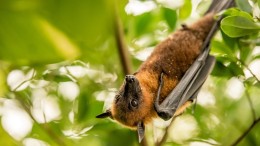 Vleermuizen in isolatie!