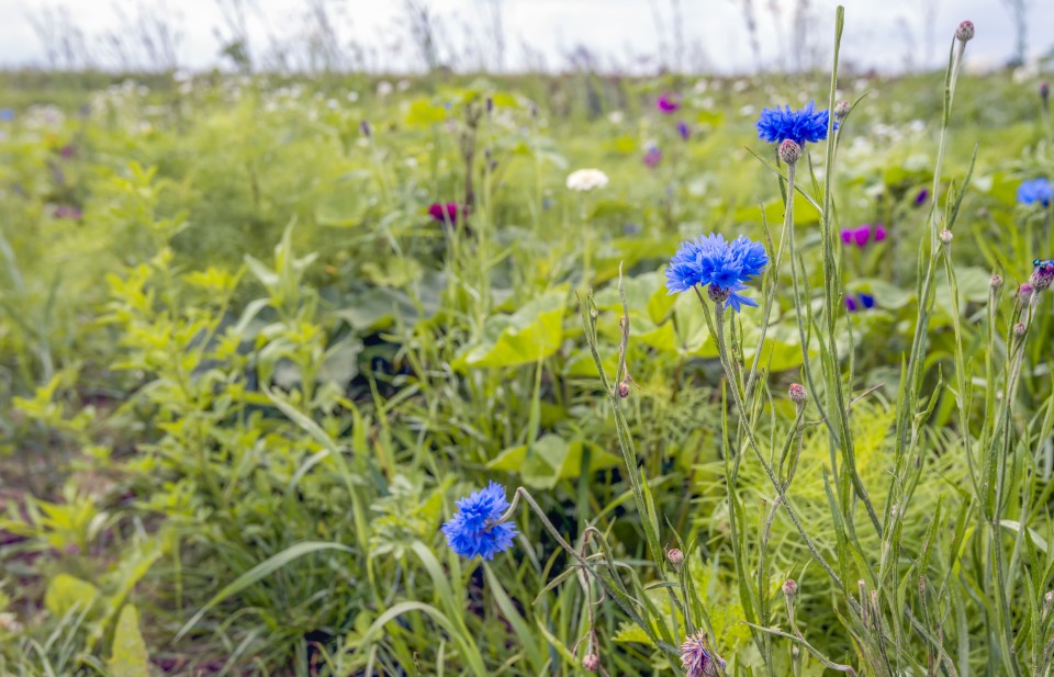 Een ingezaaide akkerrand langs een grote aardappelakker bij het Noord-Brabantse dorp Dussen.