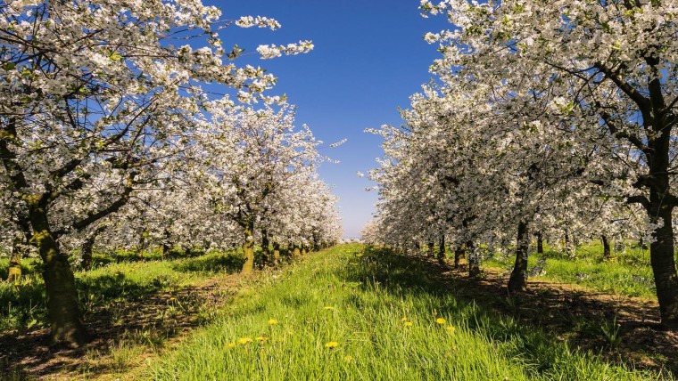 Speurtocht naar plek voor duizenden hectaren nieuw bos