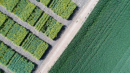 Grondruil en het Didam-arrest