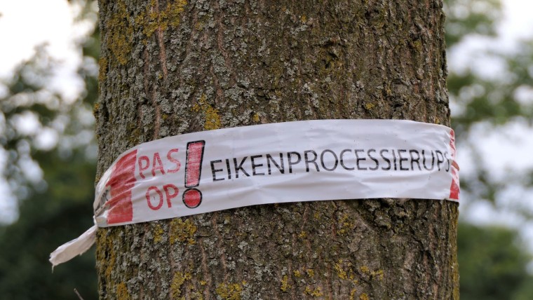 Gemeenten doden rups met illegaal middel