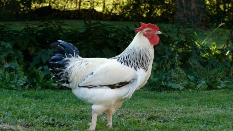 Boeren claimen onterecht 'duizenden hectaren'