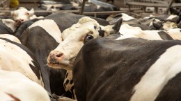 Raad van State denkt niet dat plannen Wiersma PAS-melders helpen