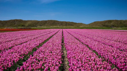 Hoe zit het met voortgezet gebruik van grond en pacht?