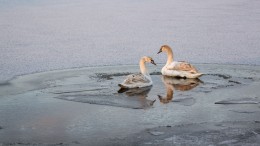 Ook na vijf jaar mag Zuid-Holland geen knobbelzwanen doden