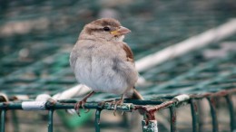 Nieuwbouw verplicht met onderkomen voor huismus