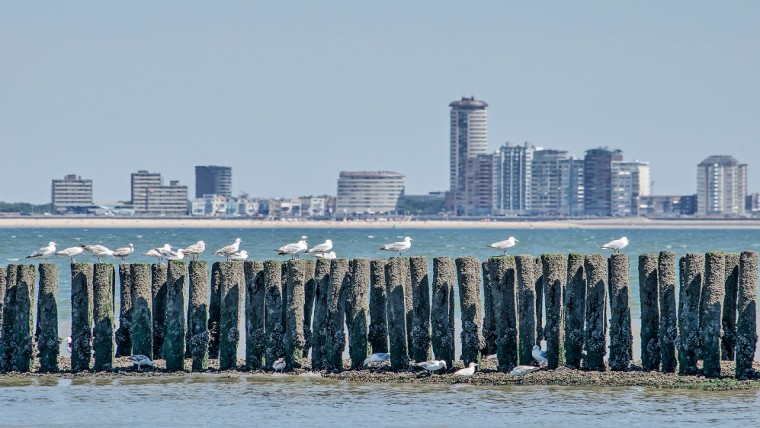 Vlissingen ‘platzak’