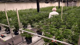 Productie staatswiet hapert: onvoldoende voorraad