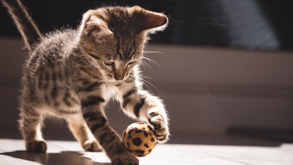 Kat Shutterstock
