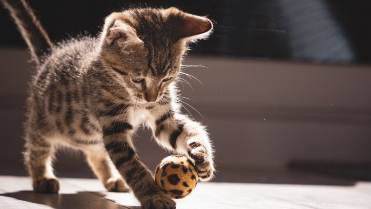 Angst voor dumpen katten door chipplicht: ‘geef bijstand’