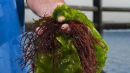 Podcast Goed Voedsel: Zeewier is een 'wonderplant'