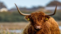Schotse Hooglanders moeten weg uit bos Flevoland