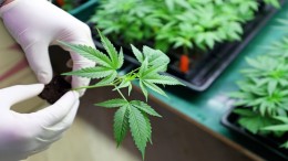 PVV-motie voor pauze wietproef ‘onbestaanbaar’