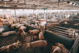 ‘Je wilt geen kloof tussen burger en boer’