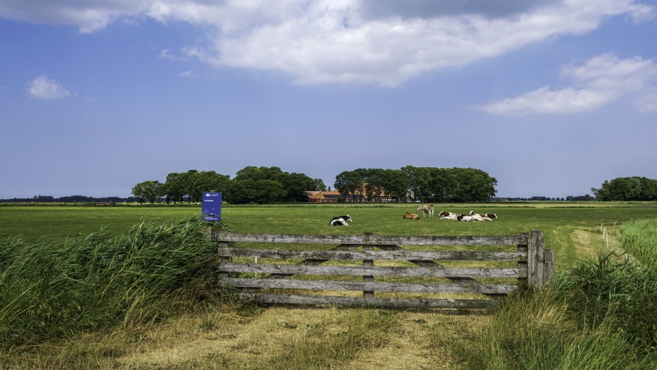 Een weiland met koeien, langs het Reitdiep in de provincie Groningen.