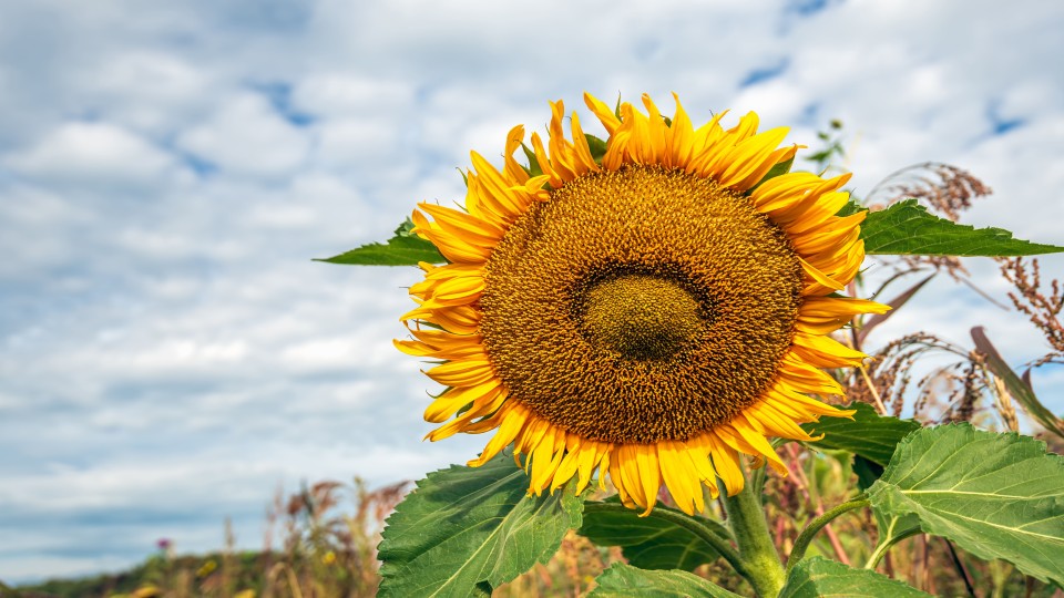 Een zonnebloem in een insectvriendelijke akkerrand langs het land van een biologisch rundvee- en akkerbouwbedrijf in Noord-Brabant.