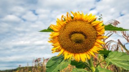 Provincies willen opgefriste versie van lopende Natuurpact