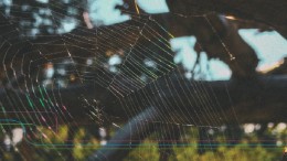 Van ‘wiel met spaken’ naar spinnenweb – ook in Nederland?