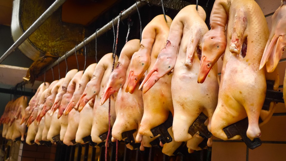 Onderzoek naar handelwijze Ermelo rondom eendenslachterij.