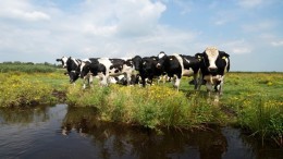 Stikstof terugdringen, maar niet onder dwang