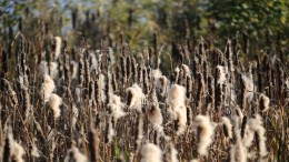 Huizen bouwen met lisdoddes