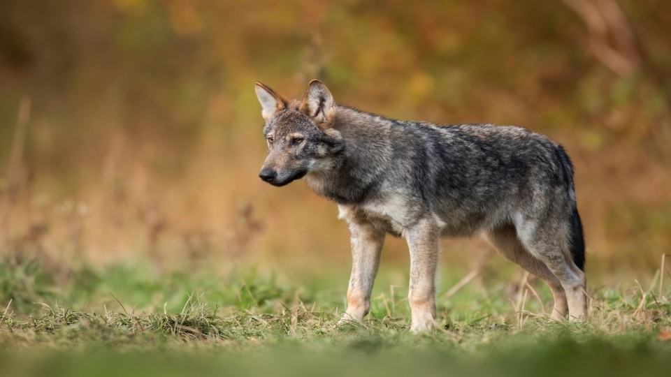 Wolf
