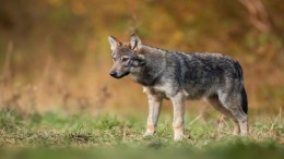 Gelderland mag tot zaak niet met paintballgeweer op wolf schieten