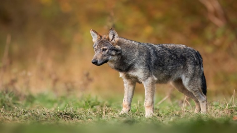 Gelderland en Drenthe willen wolf beteugelen