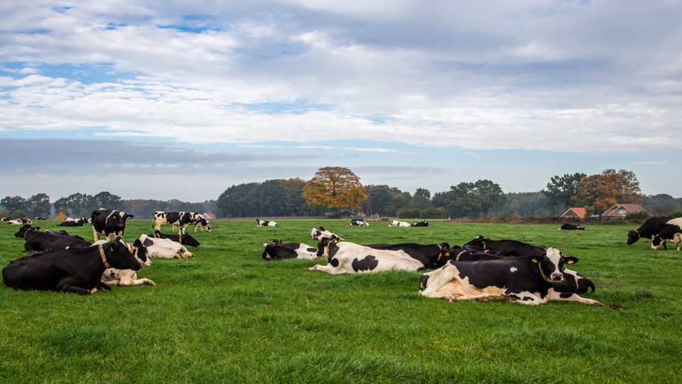 Kabinet trekt portemonnee voor landelijk gebied