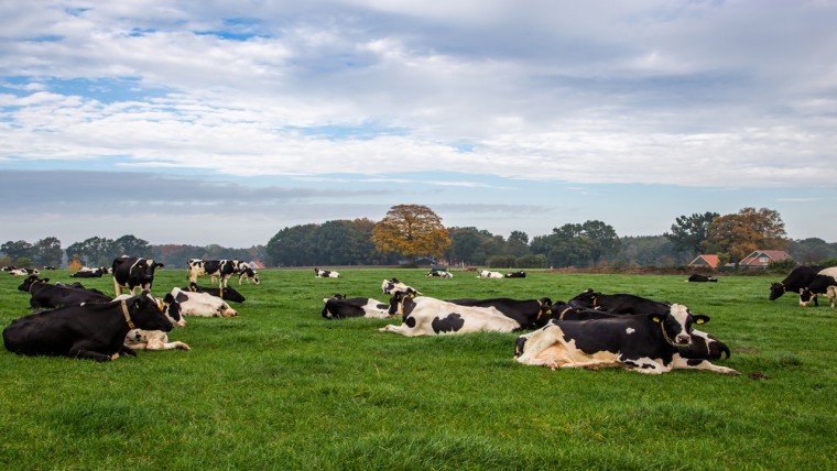 Helft provincies beloont groene boeren nauwelijks bij pachtgrond