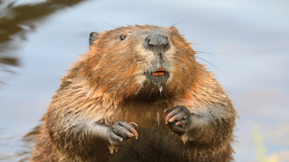 Bever