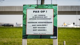 Vriesdood voor duizendknoop