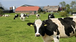 Gelderland biedt boeren extra compensatie