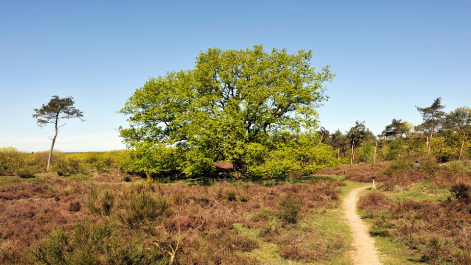natuurgebied Mookerheide